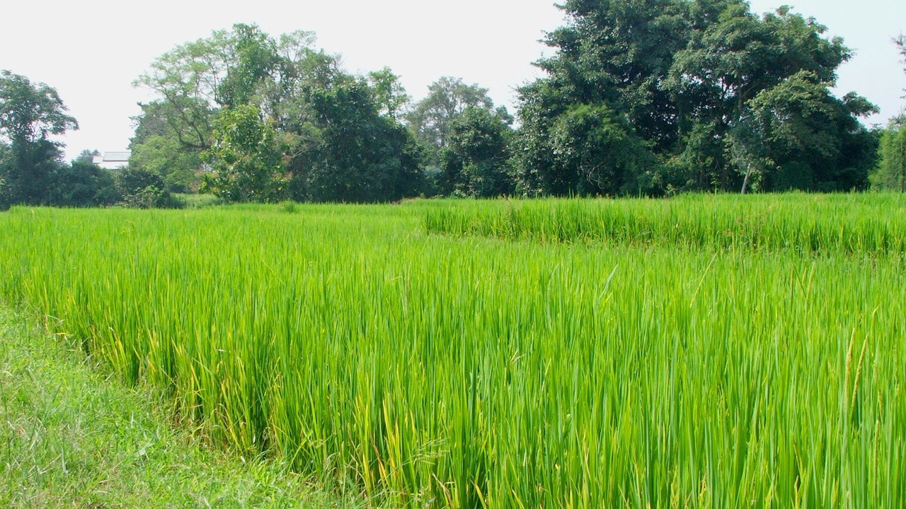 Photo of Others in Pai