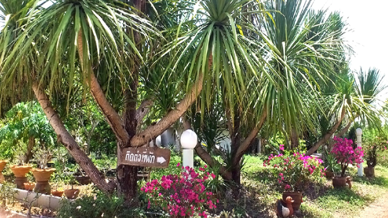 Photo of Outdoor in Wang Saphung