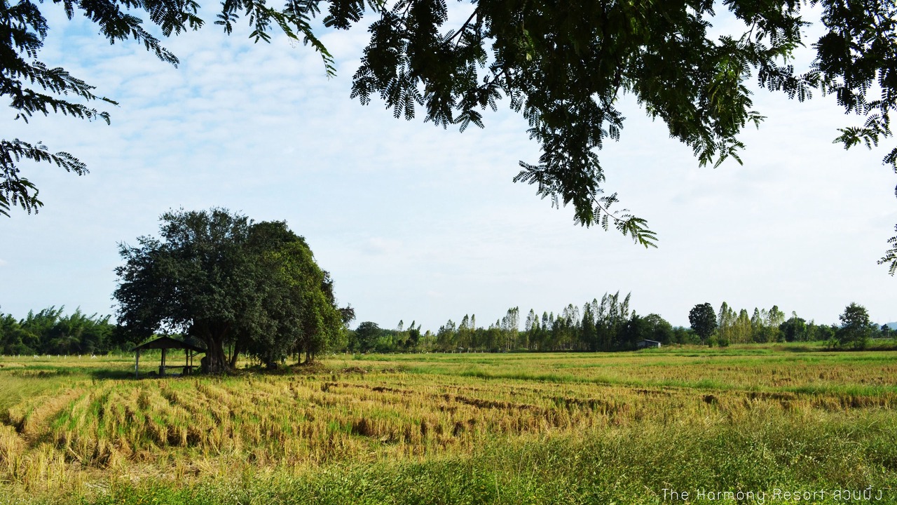 Photo of Outdoor in Suan Phueng