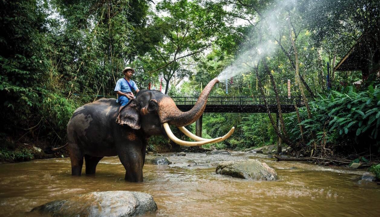 Photo of Others in Chang Phueak
