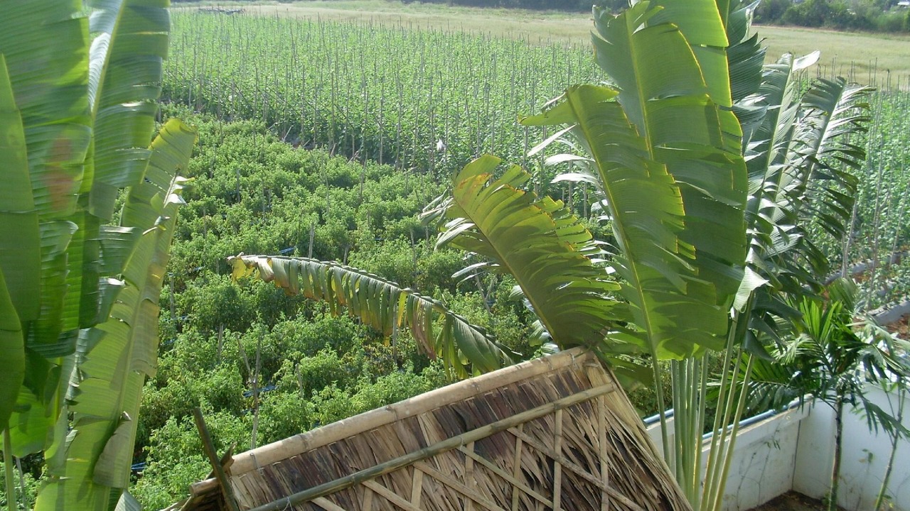Photo of Outdoor in Wang Pong