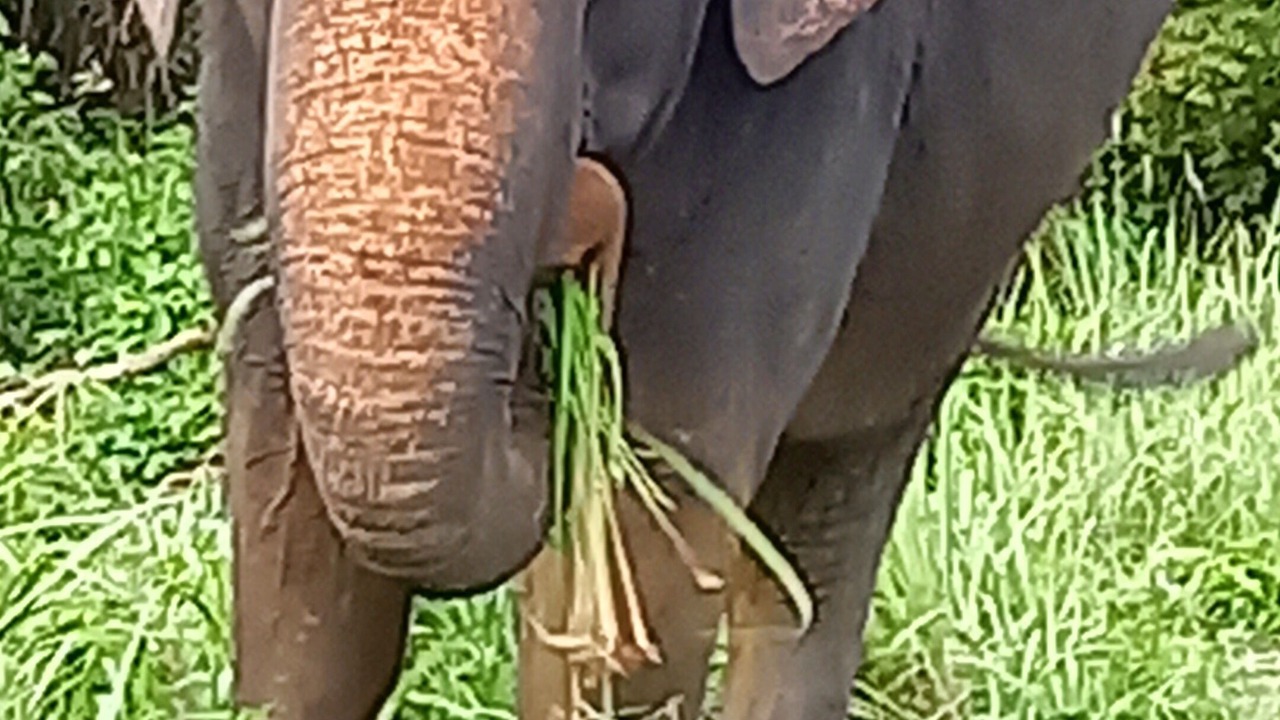Photo of Others in Nong Thale