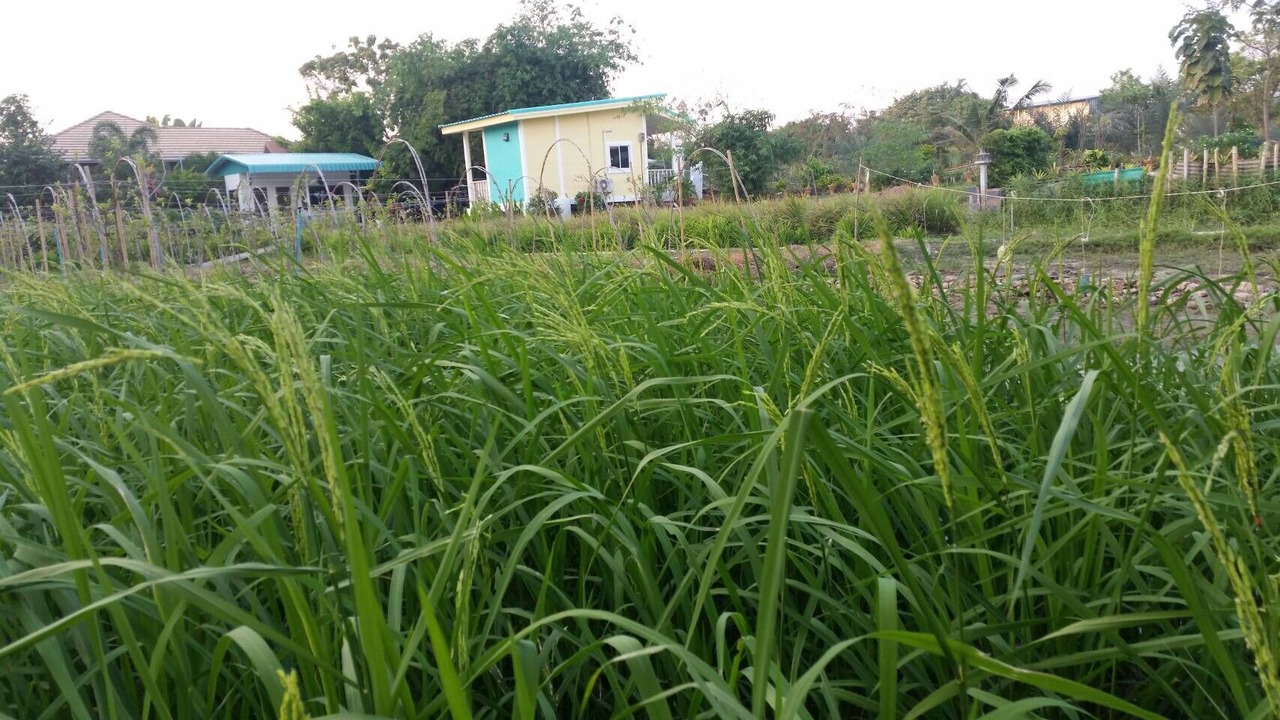 Photo of Outdoor in Bang Chalong