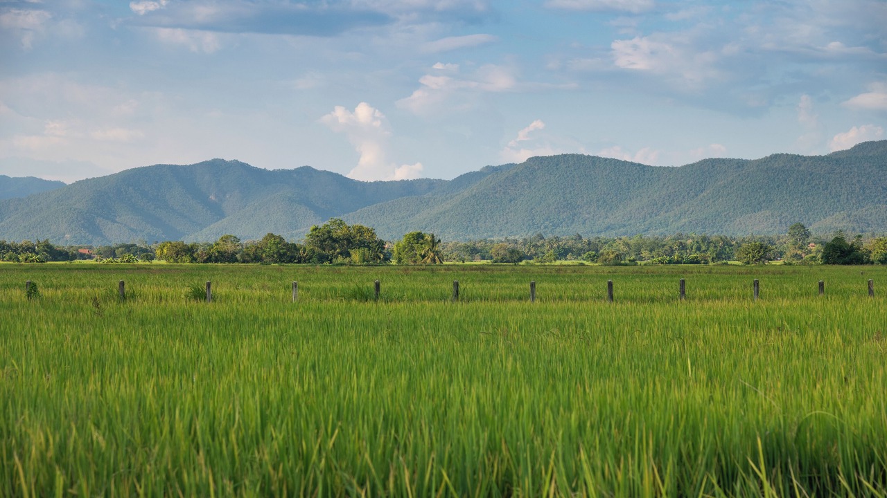 Photo of Others in Nong Yaeng