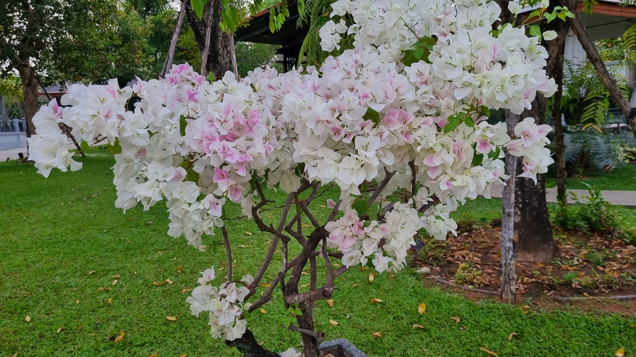 Photo of Outdoor in Huai Yai