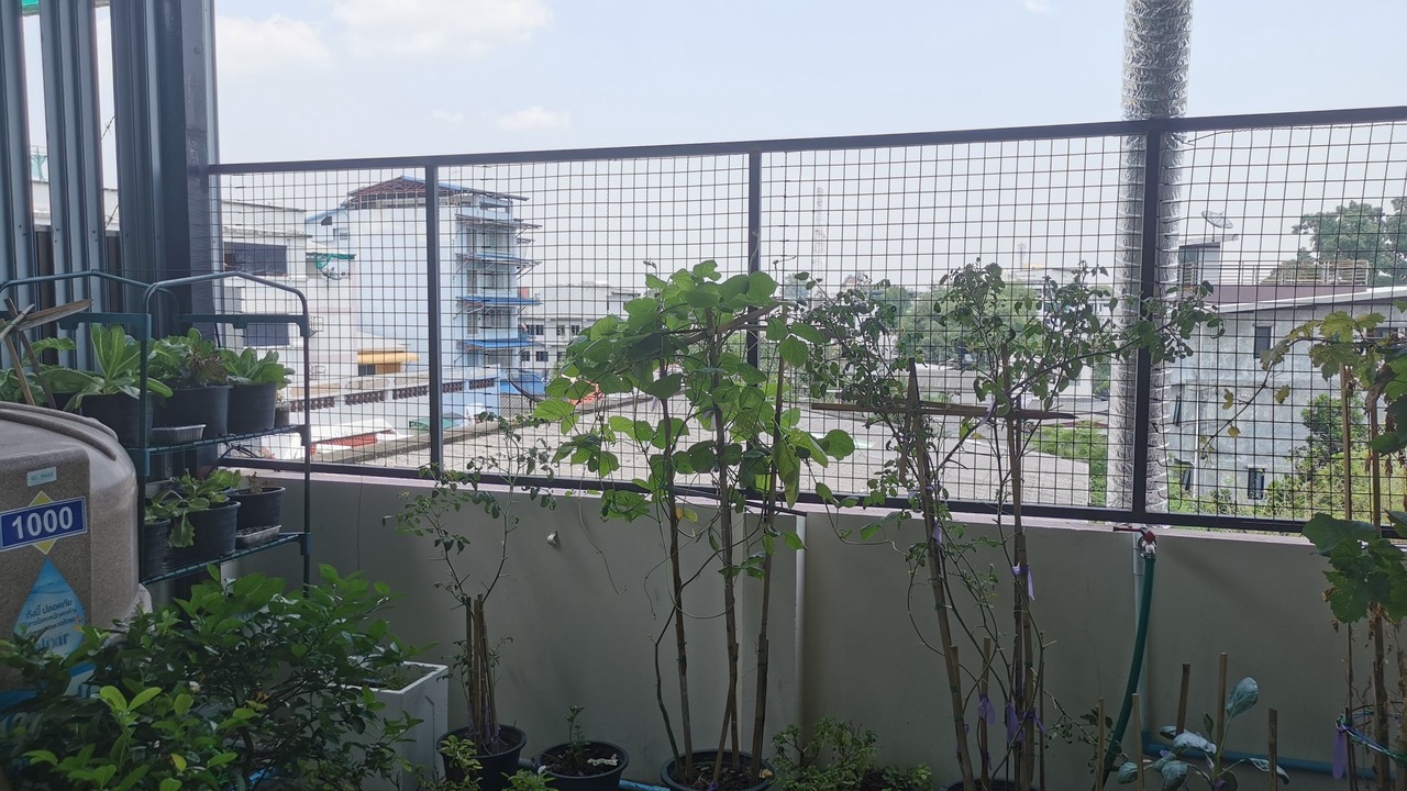 Photo of Outdoor in Wat Ket