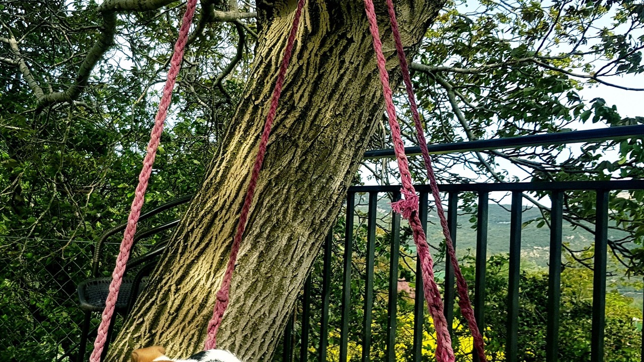 Photo of Outdoor in Allin