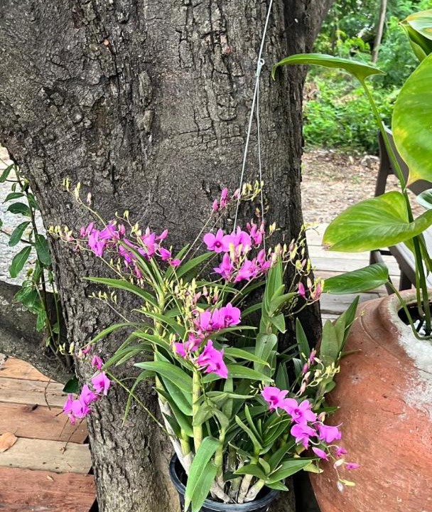 Photo of Others in Lumphli