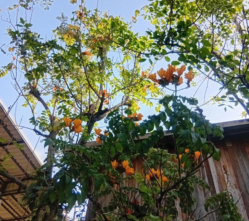 Photo of Others in Nong Khae