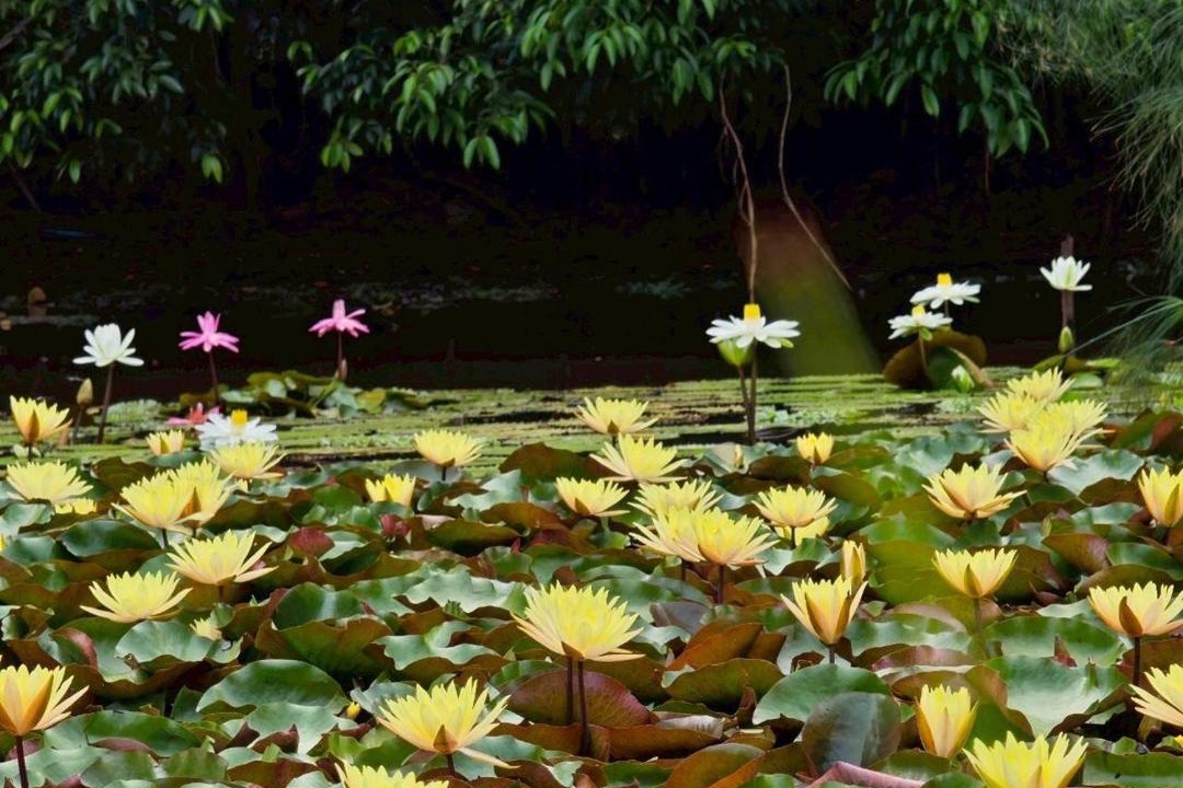 Photo of Others in Chiang Rai