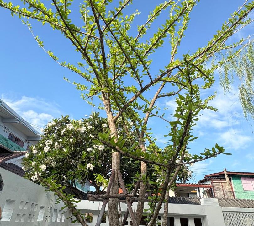 Photo of Outdoor in Ayutthaya