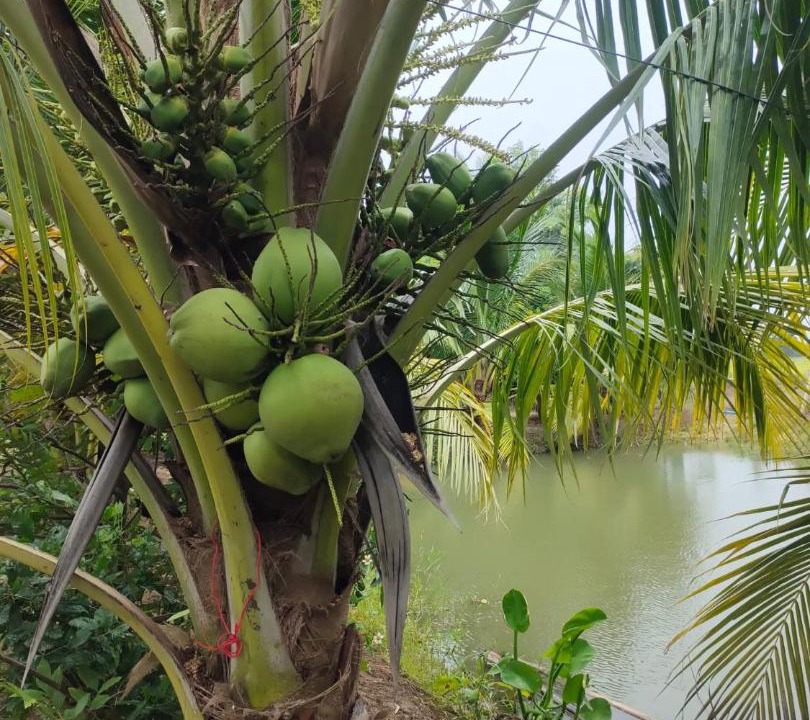 Photo of Others in Chom Thong