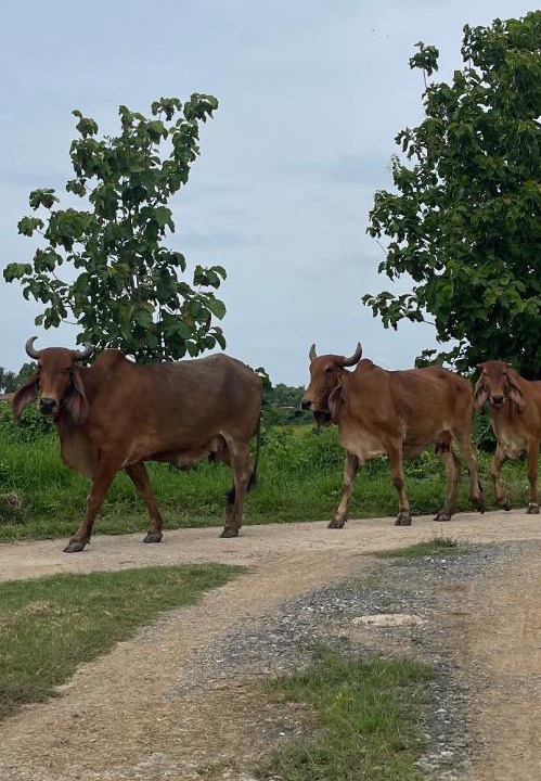 Photo of Others in Lom Sak
