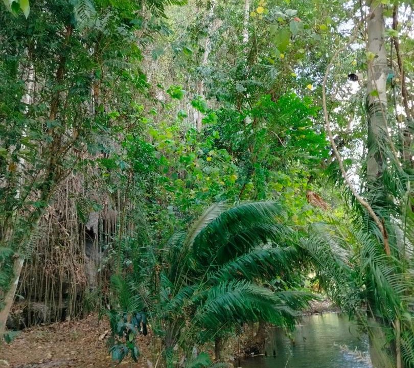 Photo of Others in Khlong Sok