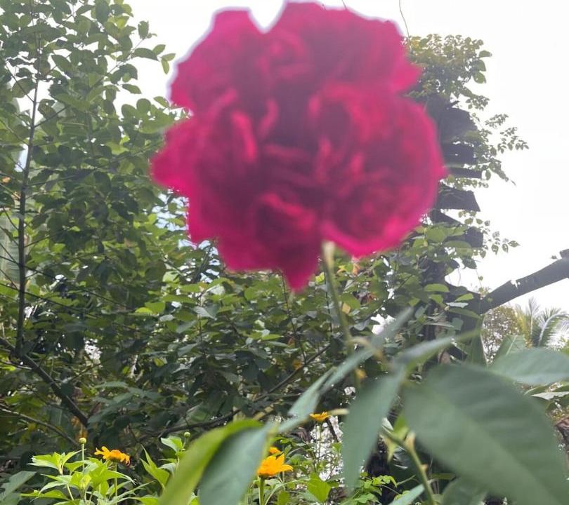 Photo of Outdoor in Thong Pha Phum