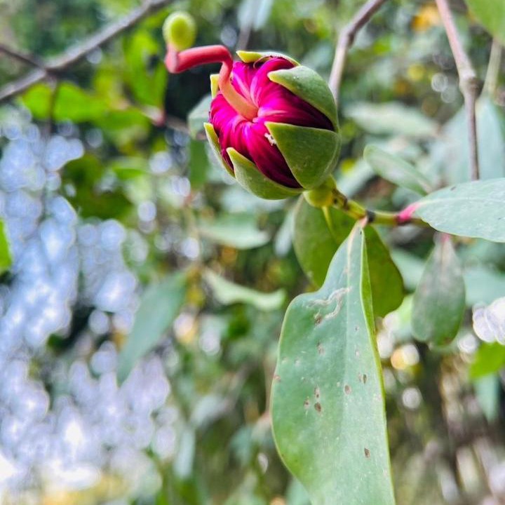 Photo of Outdoor in Ban Pa Yang
