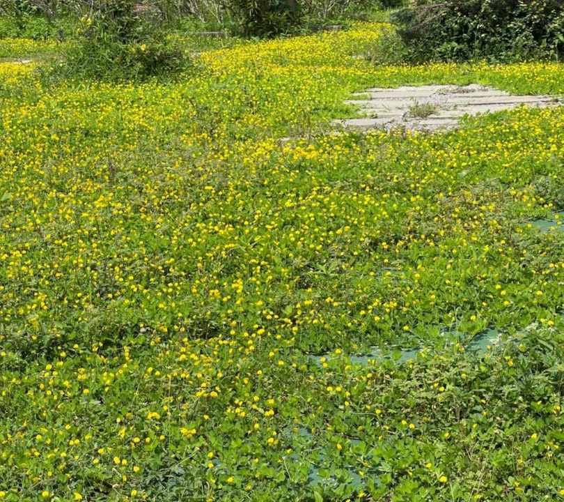 Photo of Outdoor in Mae Kon