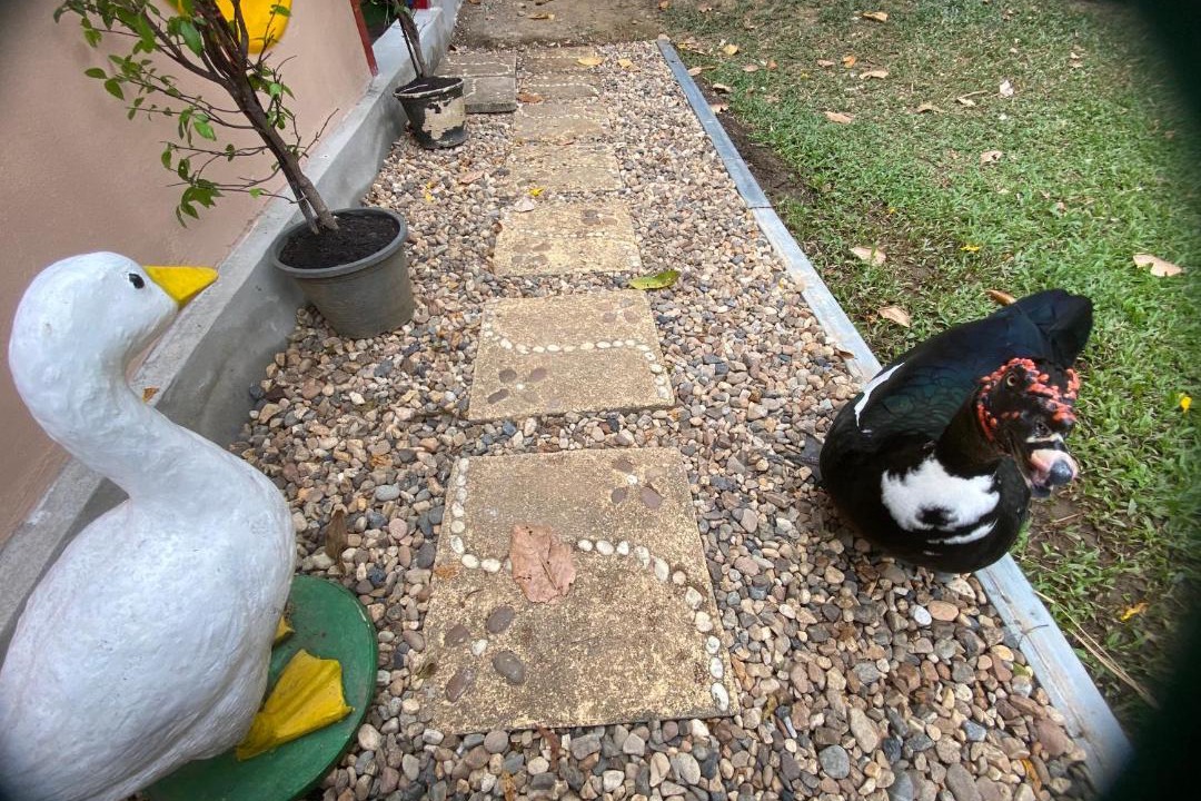 Photo of Others in Chiang Dao