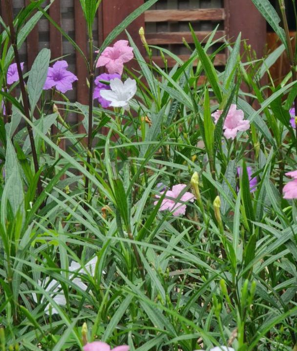 Photo of Outdoor in Nong Khai