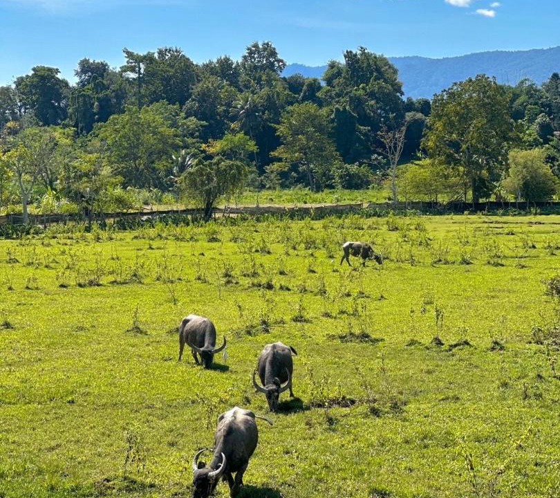 Photo of Others in Chiang Dao