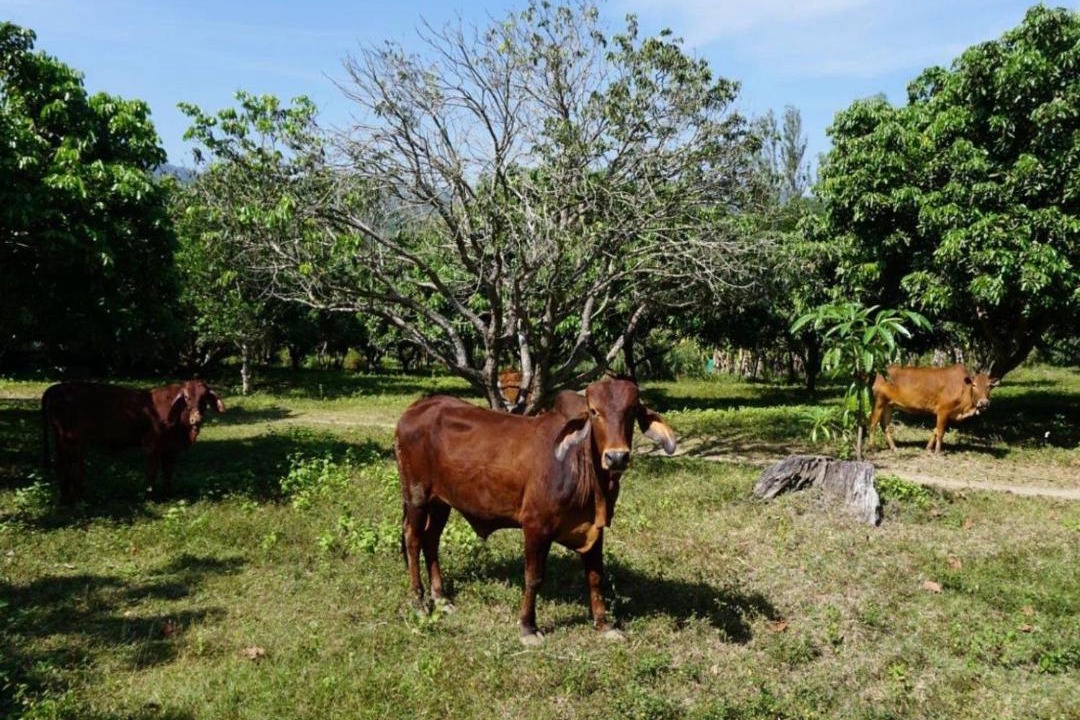 Photo of Others in Suan Phueng