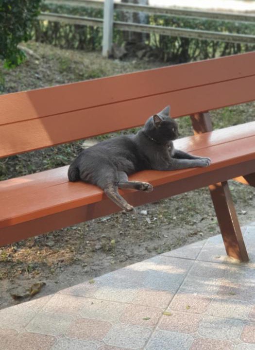 Photo of Others in Lampang