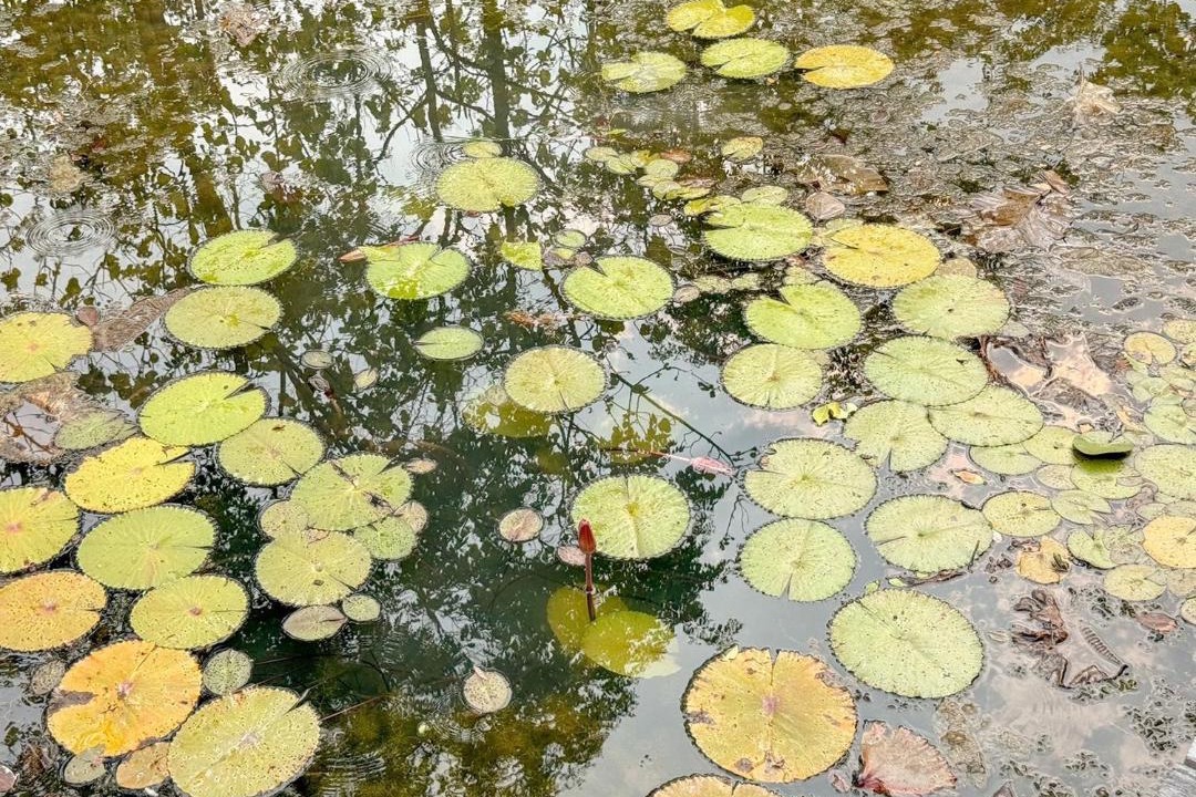 Photo of Others in San Kamphaeng