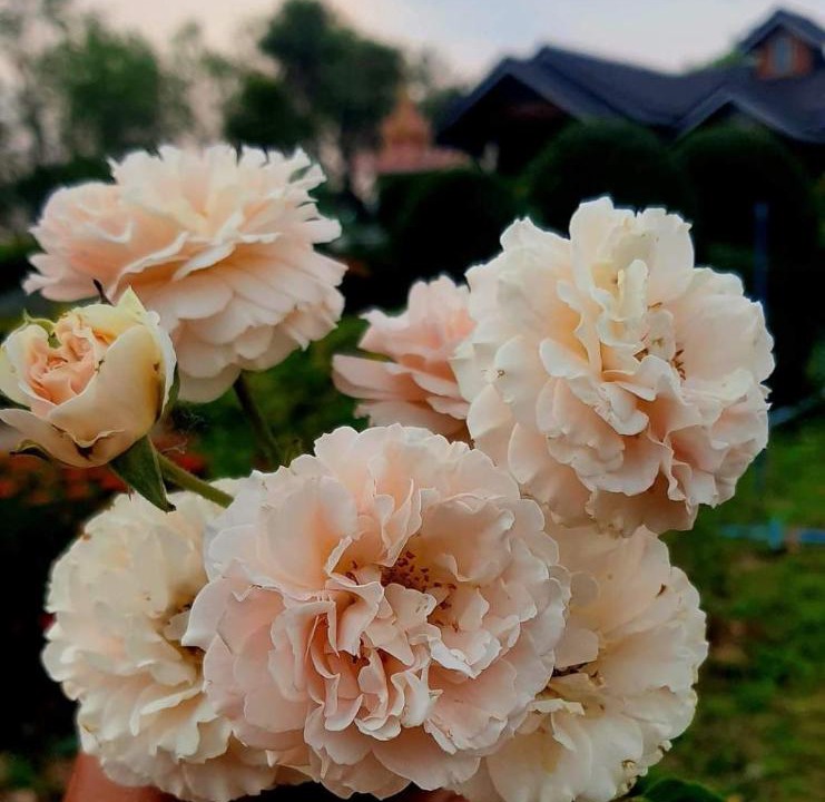 Photo of Outdoor in Phakdi Chumphol