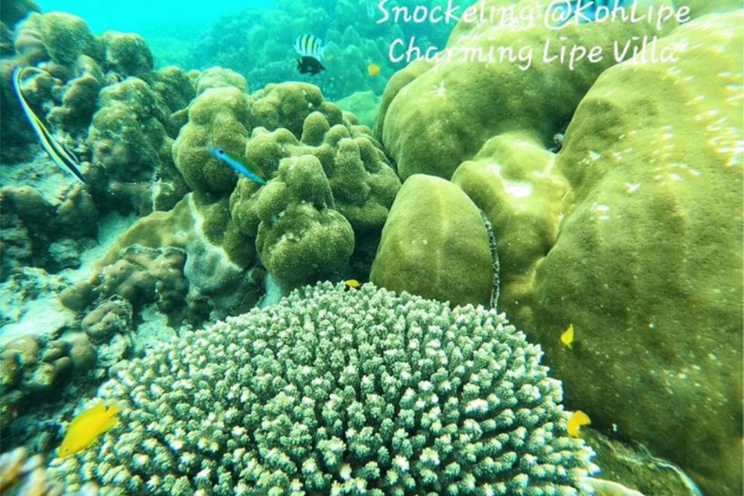 Photo of Others in Satun