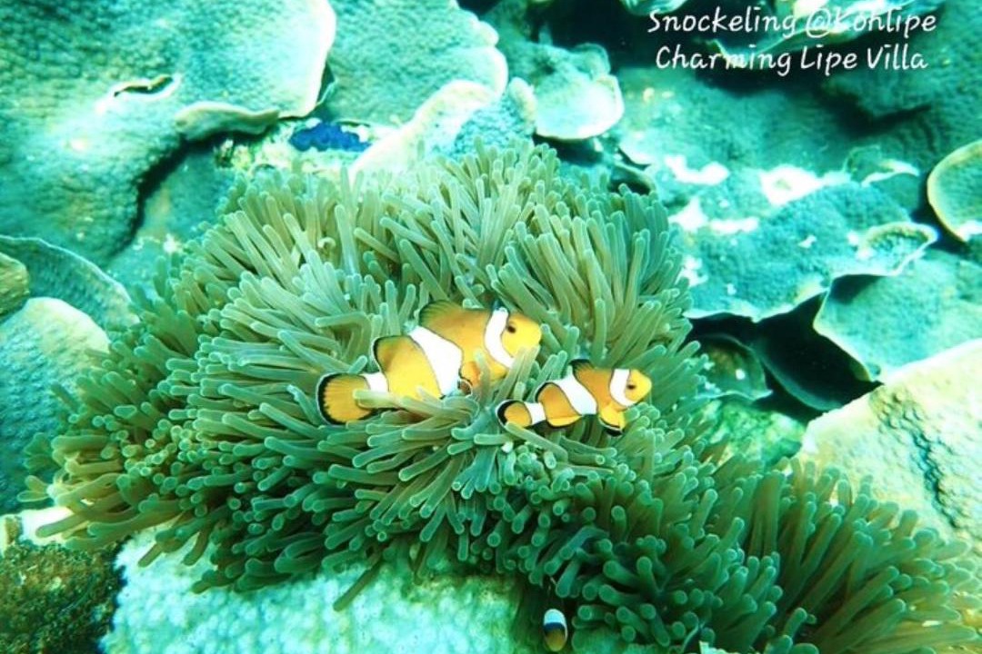 Photo of Others in Satun
