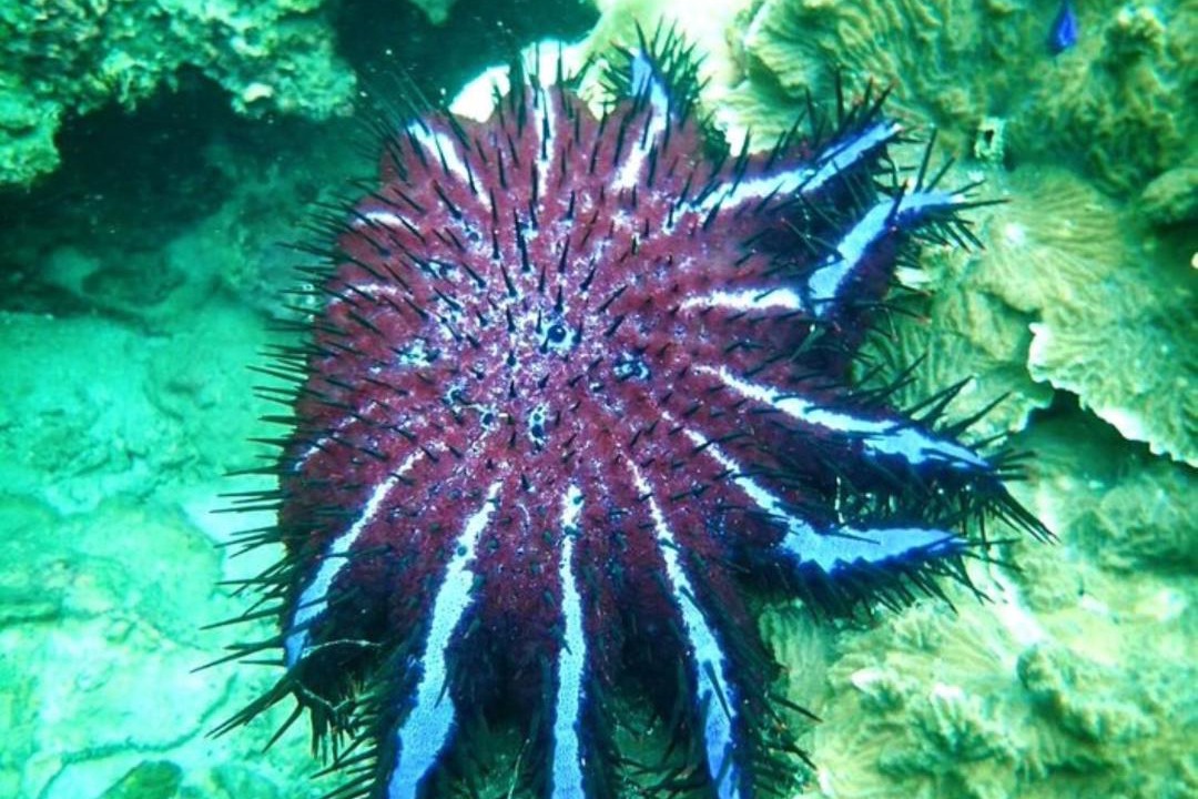 Photo of Others in Satun