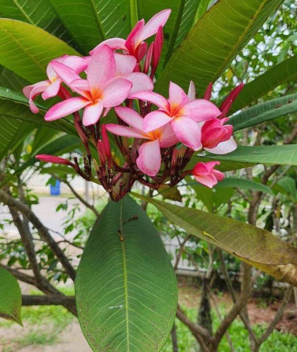 Photo of Outdoor in Si Bun Rueang