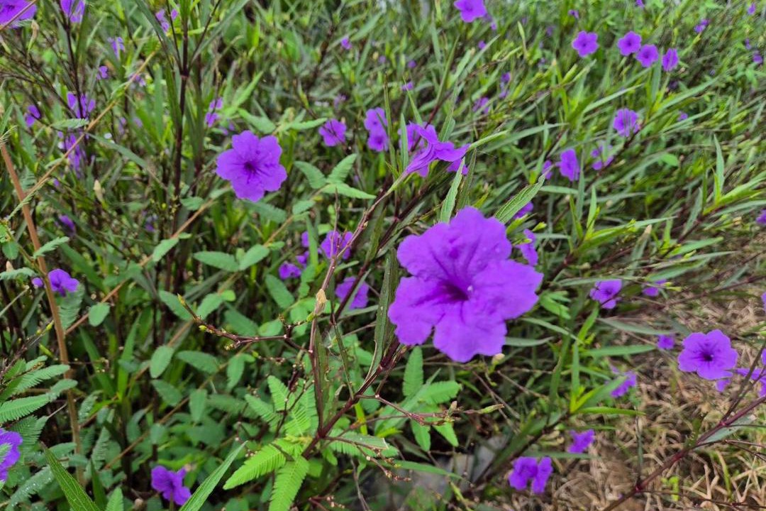 Photo of Outdoor in Nongbua Lamphu