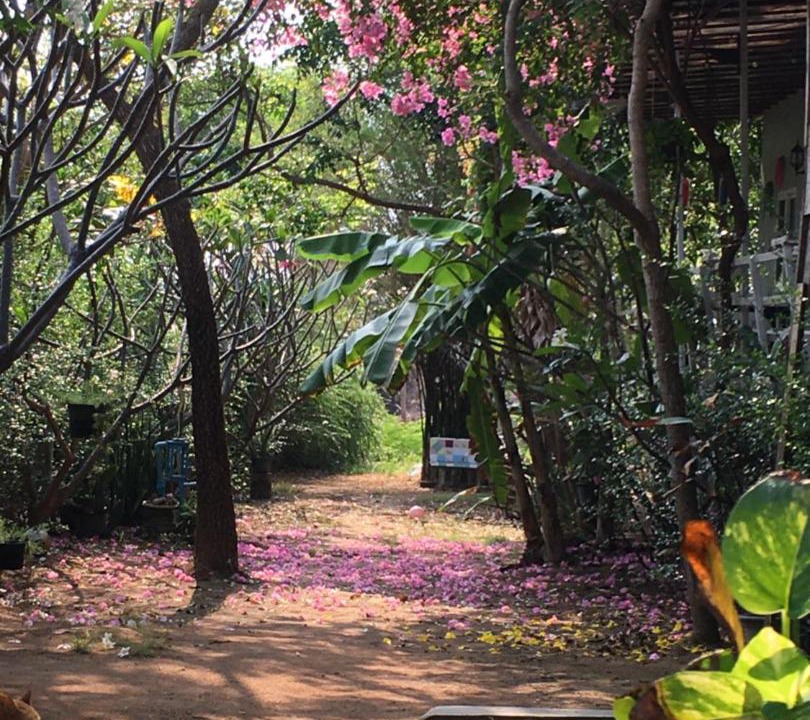 Photo of Others in Koh Lan