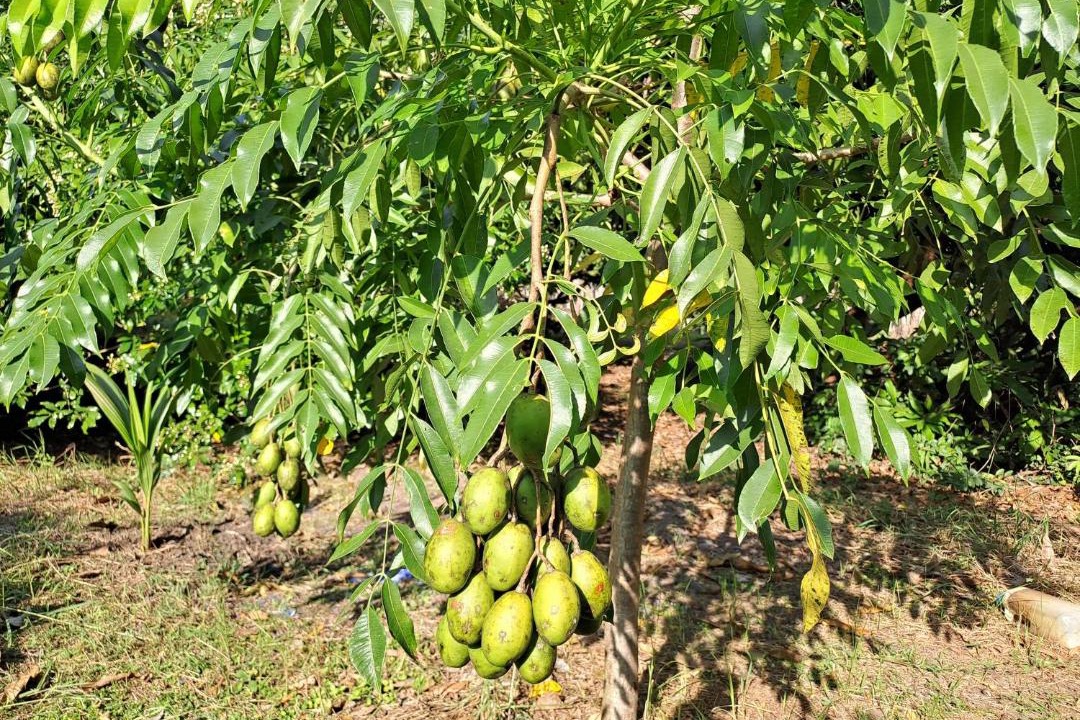 Photo of Others in Lop Buri