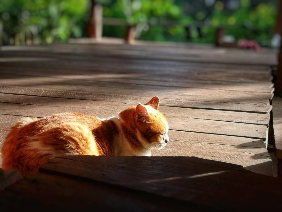 Photo of Others in Doi Tao