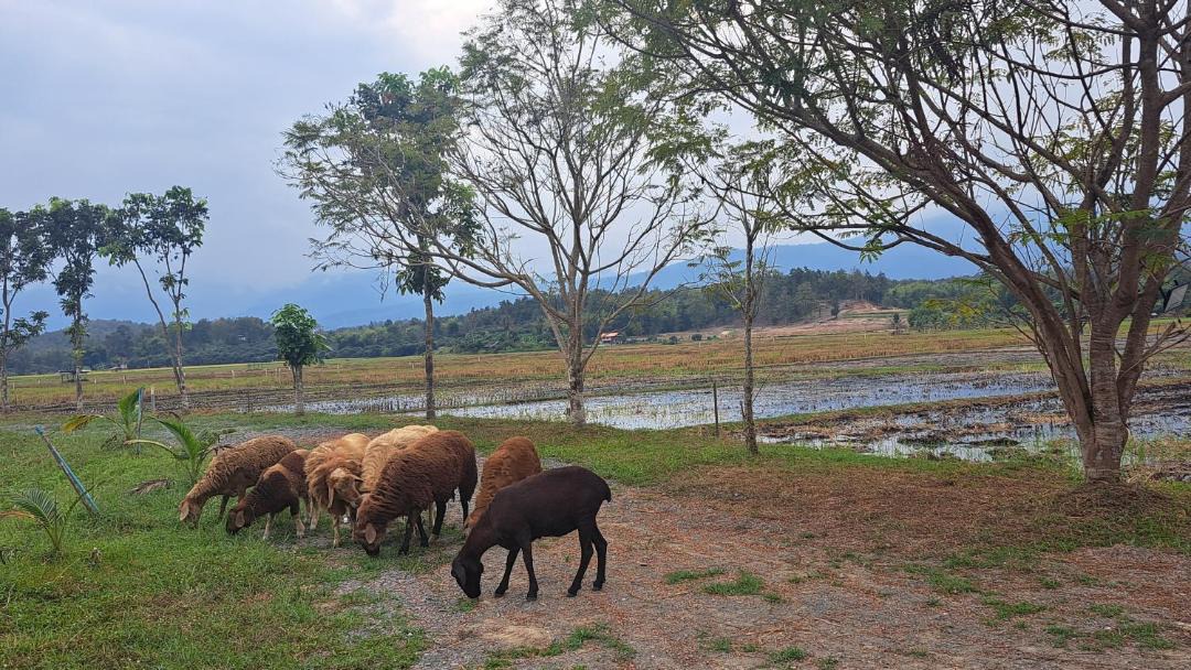 Photo of Others in Huai Sai