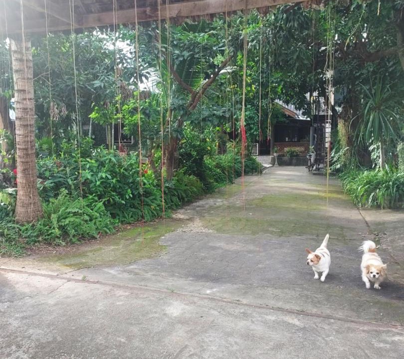 Photo of Others in Mae Chaem