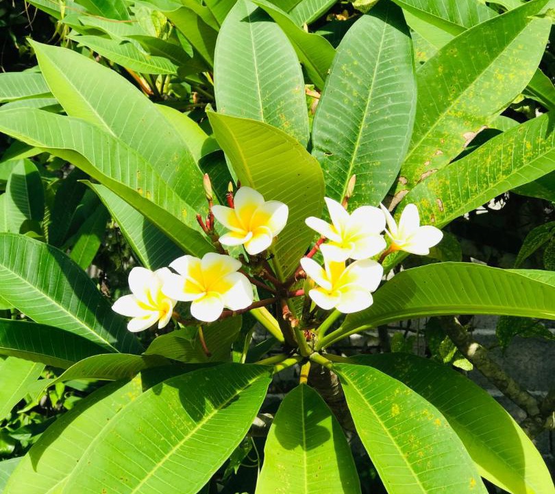 Photo of Outdoor in Don Sak