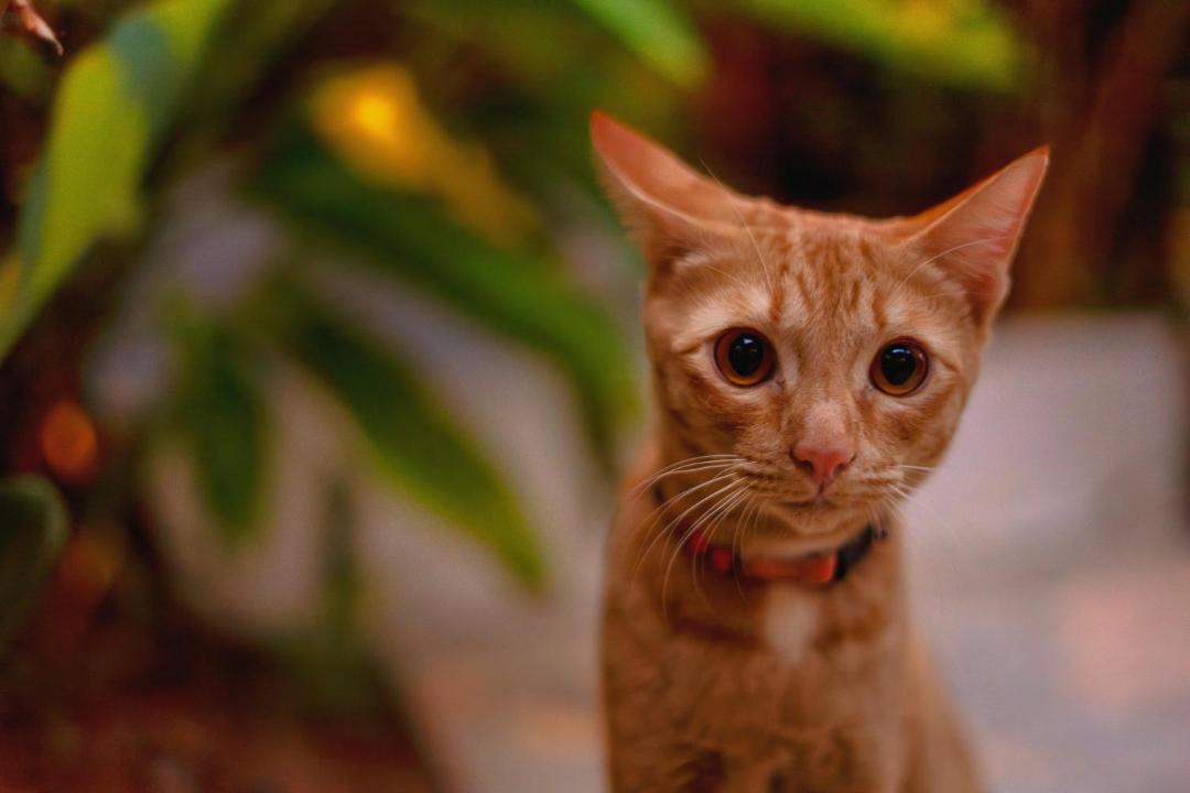 Photo of Others in Koh Samui