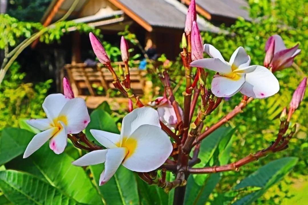 Photo of Outdoor in Phanom