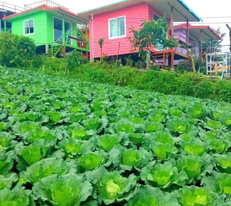 Photo of Others in Lom Kao
