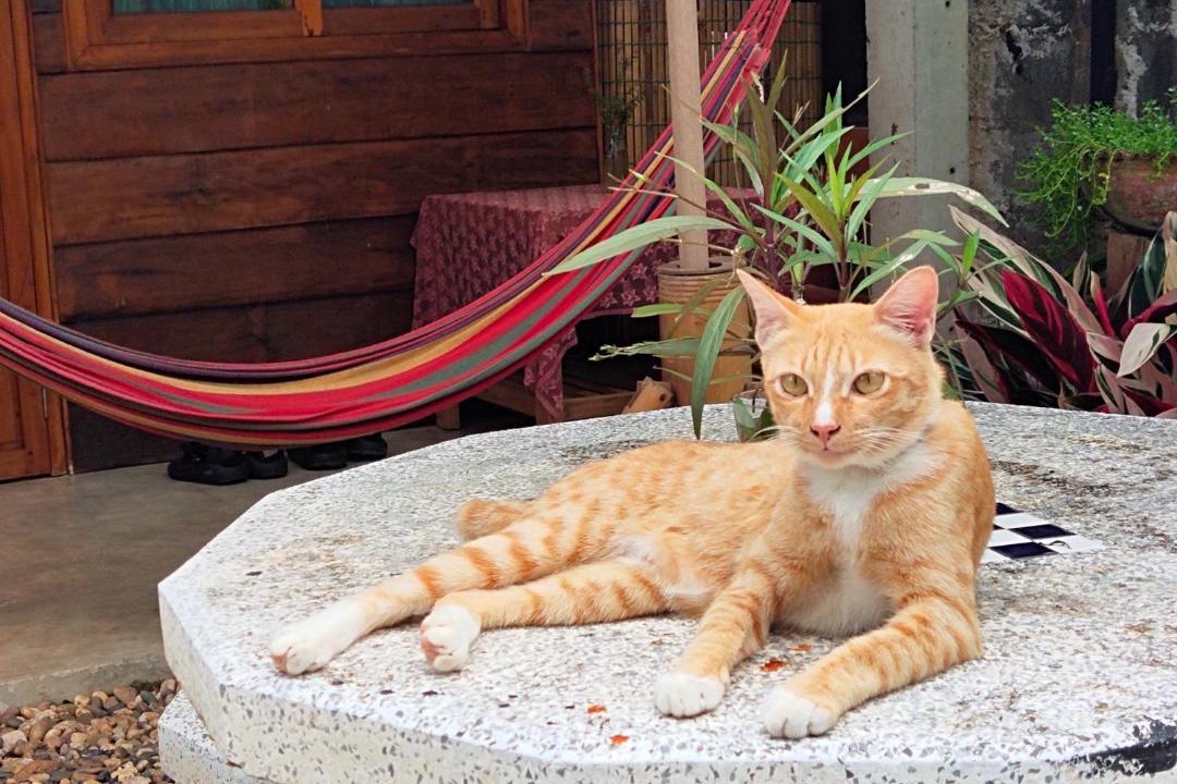 Photo of Others in Chiang Khan