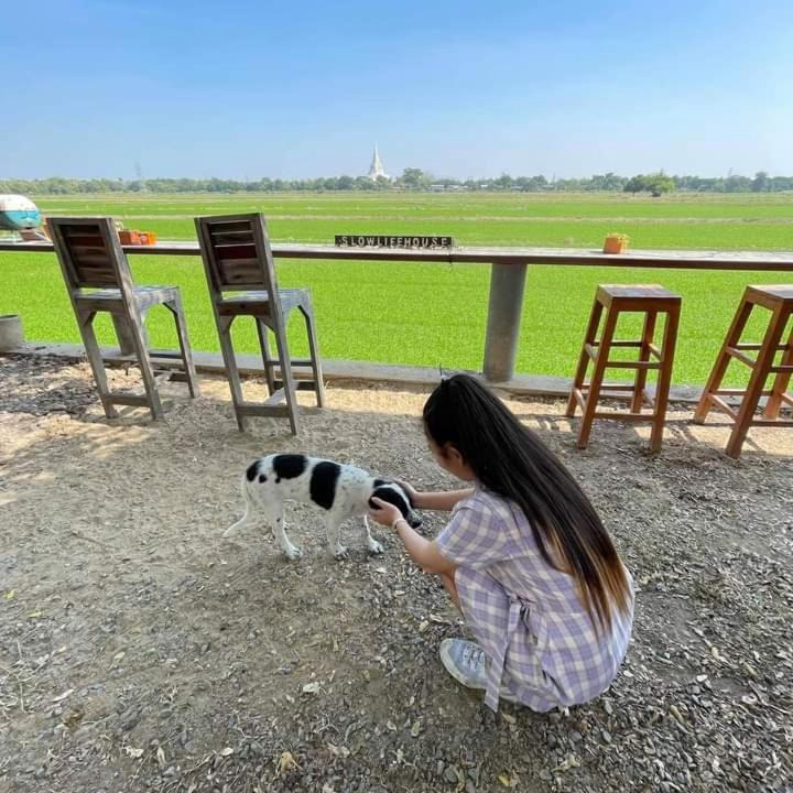 Photo of Others in Ayutthaya