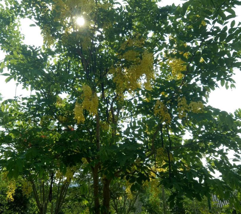 Photo of Outdoor in Kaeng Krachan