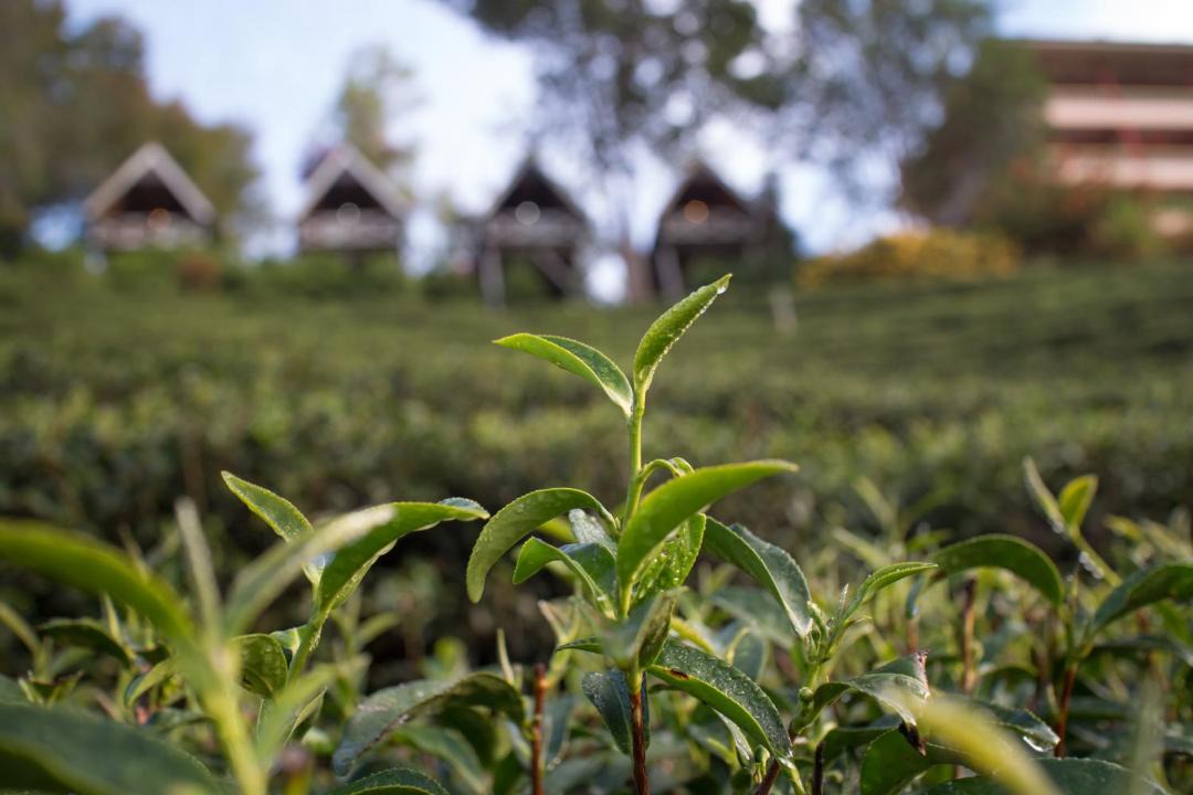Photo of Others in Mae Suai