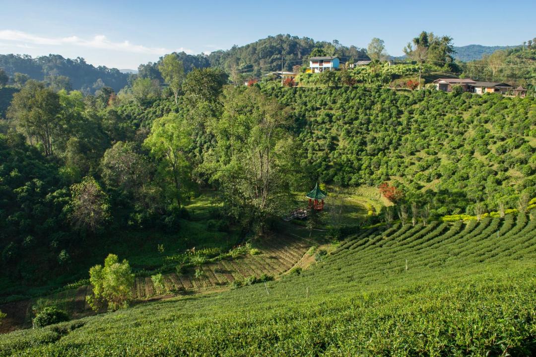 Photo of Others in Mae Suai