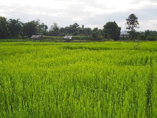 Photo of Others in K. Phu Pieng