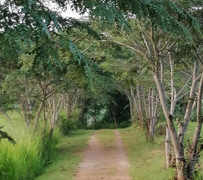 Photo of Others in Pong Ta Long