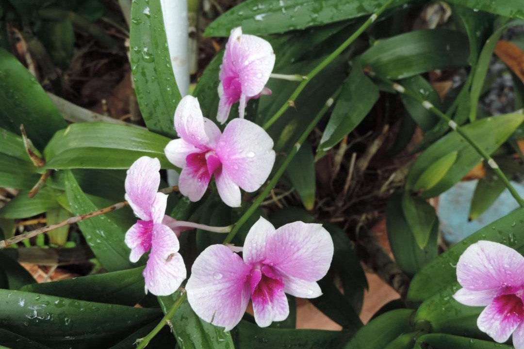Photo of Outdoor in Rawai